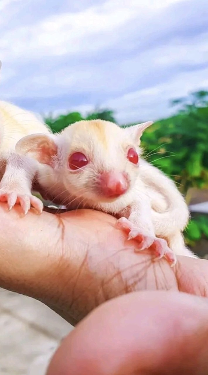 HiSugarThailand