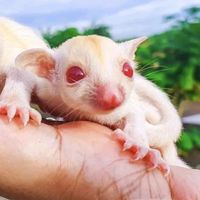 HiSugarThailand