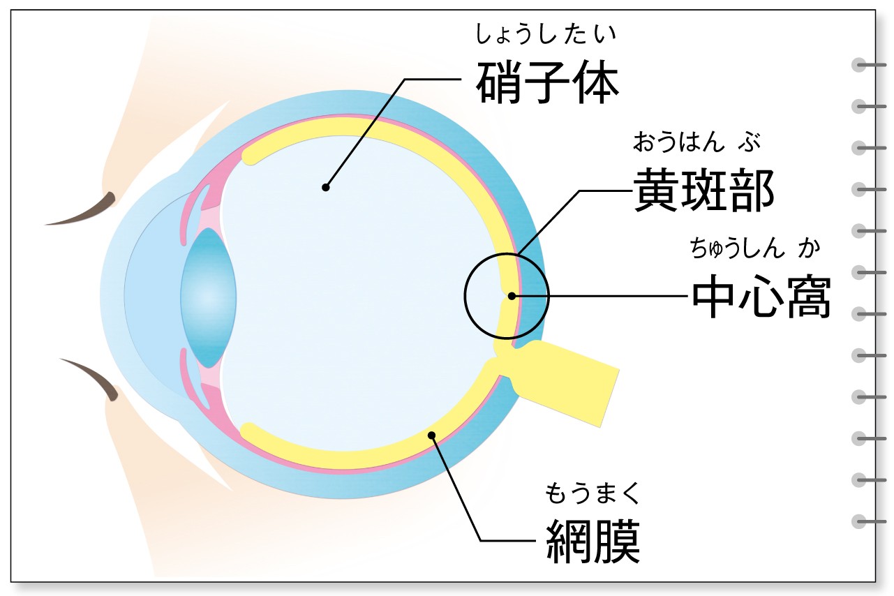 要注意 中途失明の原因になる 加齢黄斑変性 とは 目の病気