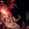 「 この恋に名前を付けるなら 」 ： 折薔薇