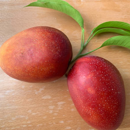 ＊台南玉井愛文芒果＊一年一次錯過等明年