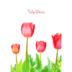 チューリップお花きせかえ