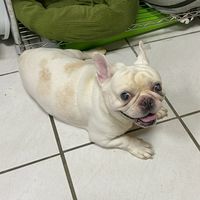 犬/貓好康選物小站