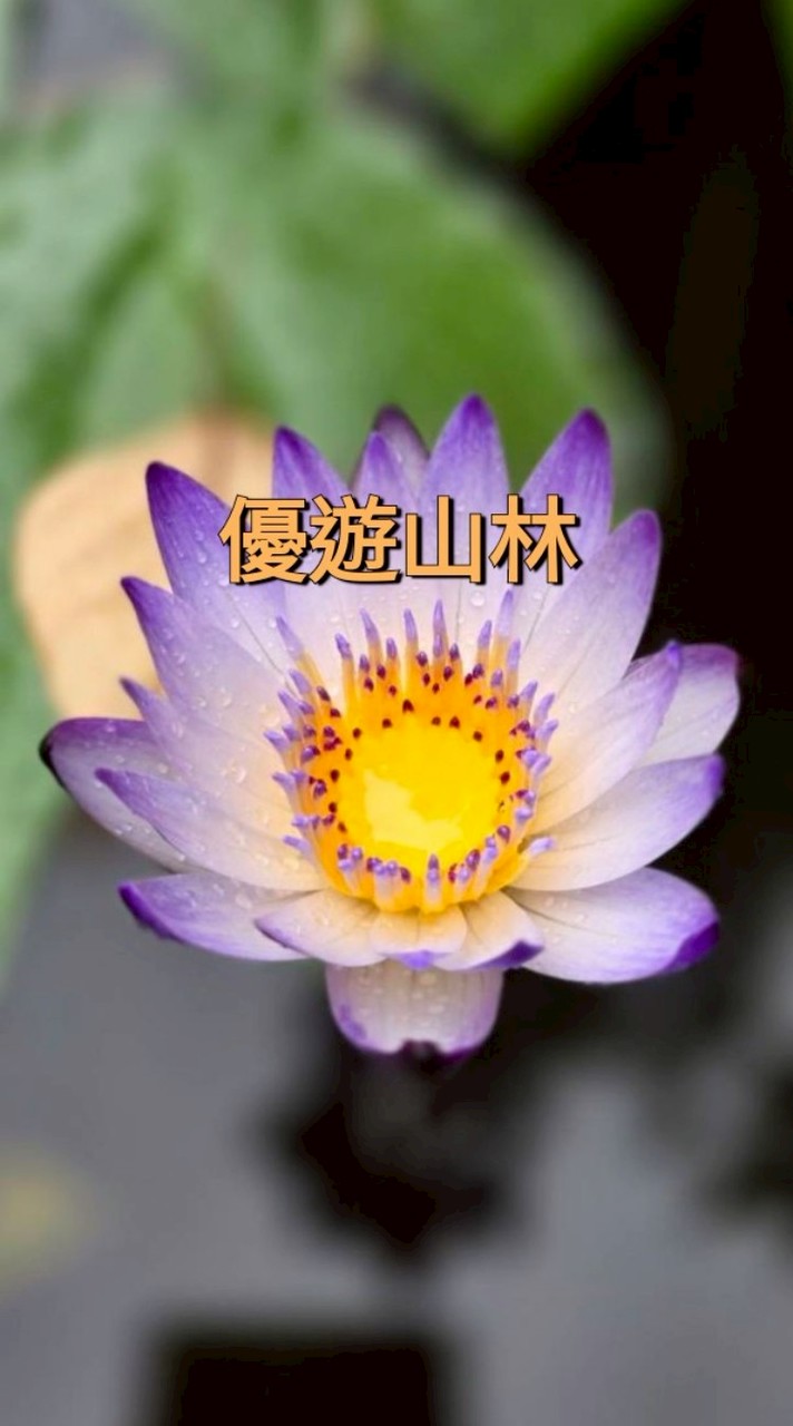 優遊山林