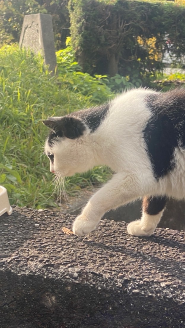 猫好き集合！高知工科大学てくねこ🐱のオープンチャット