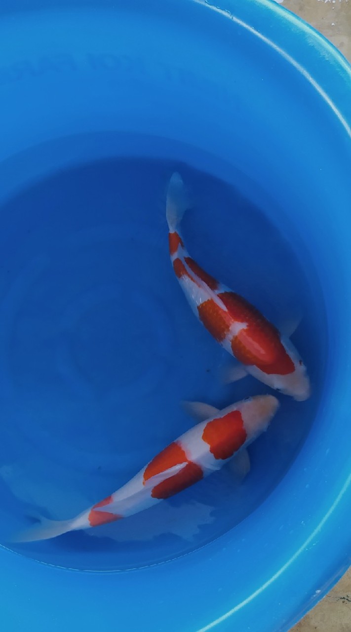 🐟🎏 NamTim Koi  House 🐟🎏