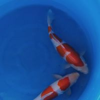 🐟🎏 NamTim Koi  House 🐟🎏