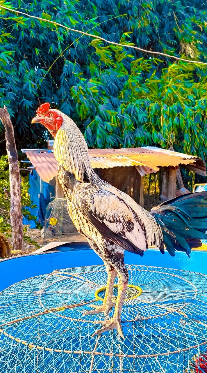 ส.จารุวัฒน์ ไก่ชนสายเลือดดี ชัยนาท🐓
