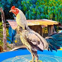 ส.จารุวัฒน์ ไก่ชนสายเลือดดี ชัยนาท🐓