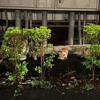醫Mall貓咪TNR