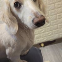 五隻小豬