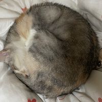 中途經驗分享