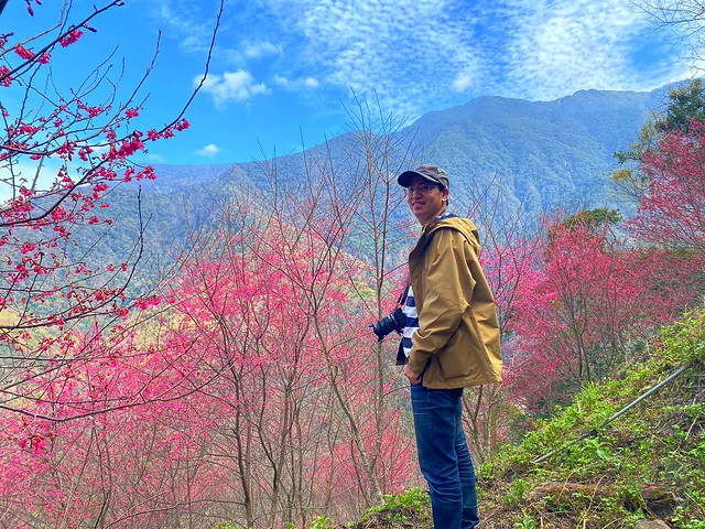望高茶園櫻花森林