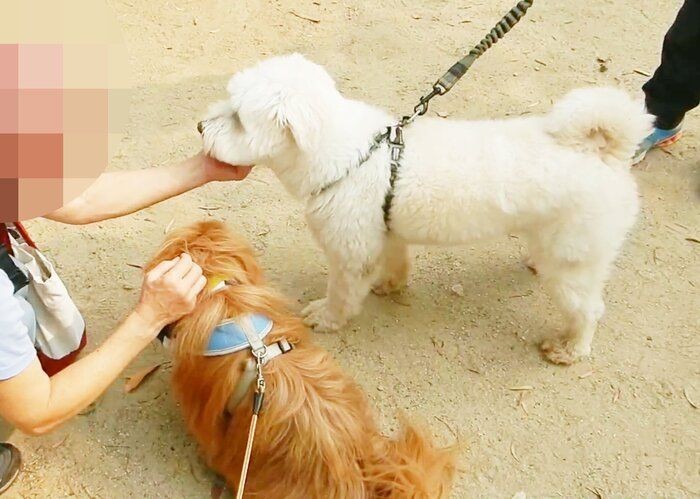 リードの持ち方次第で犬がストレスに