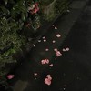 あの日の「またね」を、今でも心のどこかで信じている。