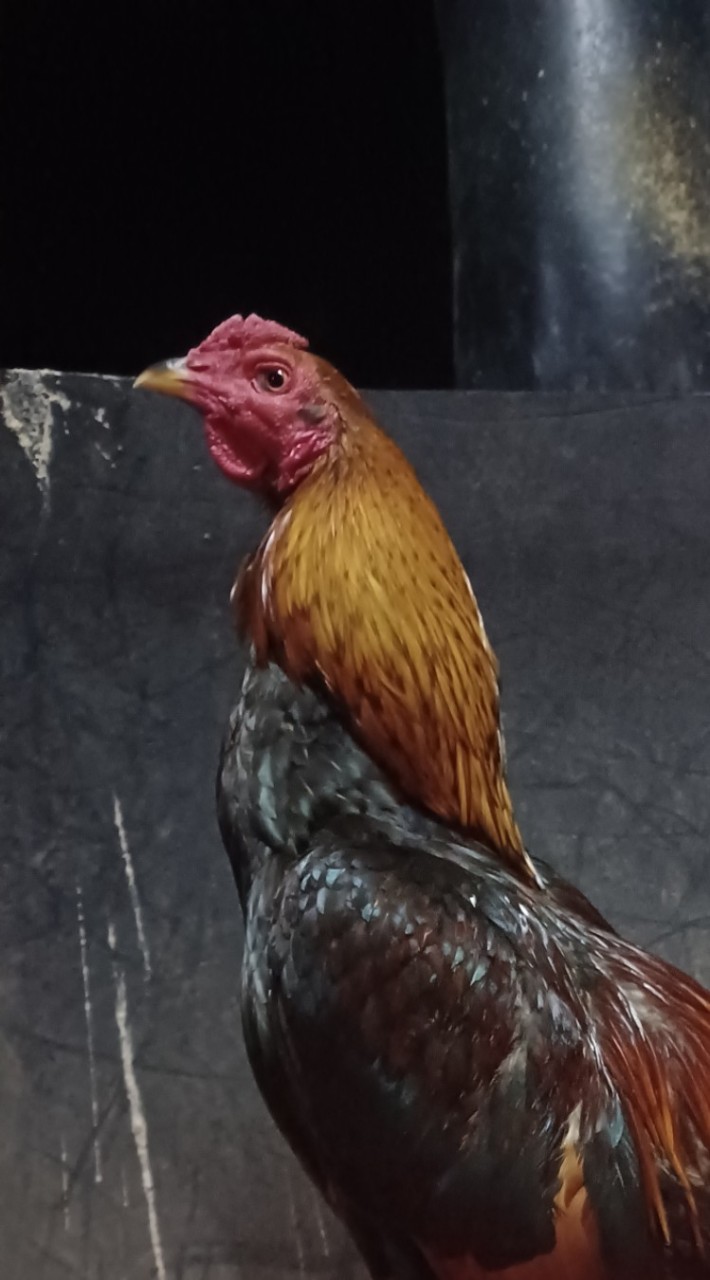 ไก่ชนศึกษา แลกเปลี่ยน ทุกสายพันธุ์  ราคาชาวบ้าน