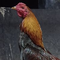 ไก่ชนศึกษา แลกเปลี่ยน ทุกสายพันธุ์  ราคาชาวบ้าน