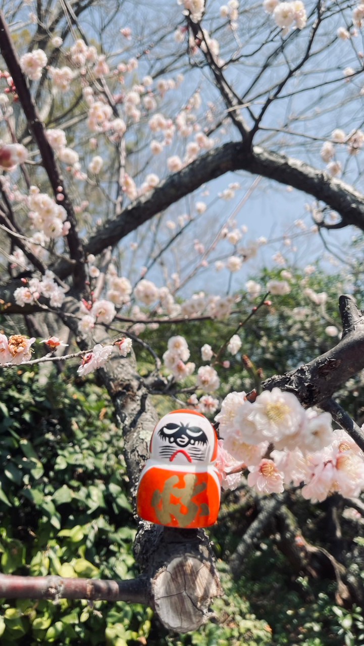 IVY 日本5/10-5/11 快閃連線代購