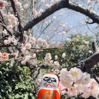 IVY🇯🇵連線代購 5/23～6/1