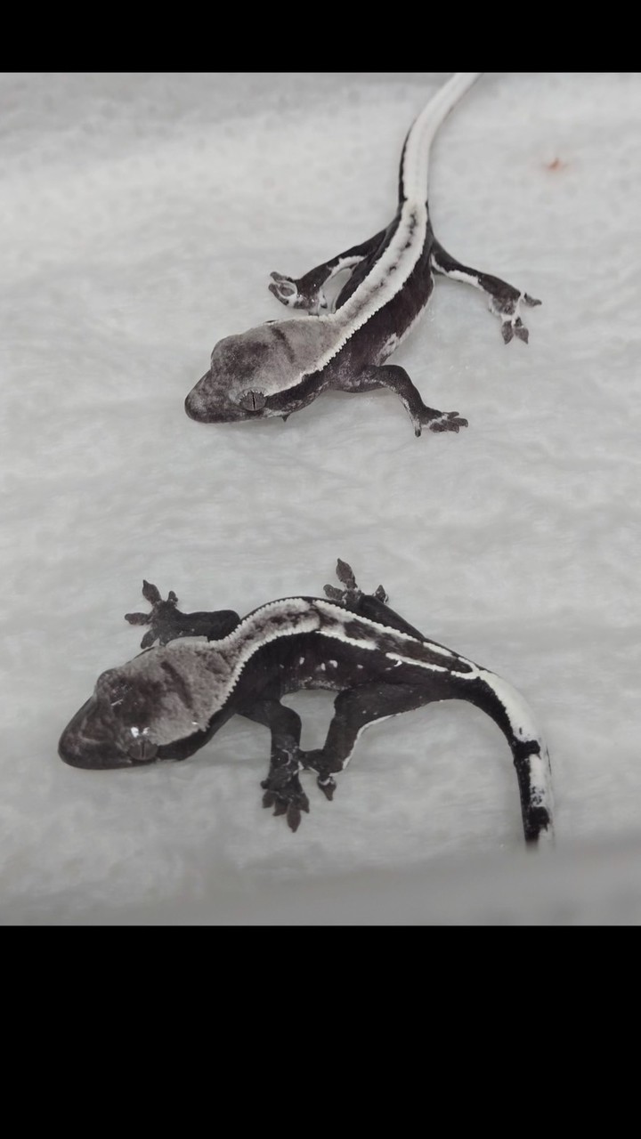 [KT]爬爬園