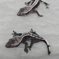 [KT]爬爬園