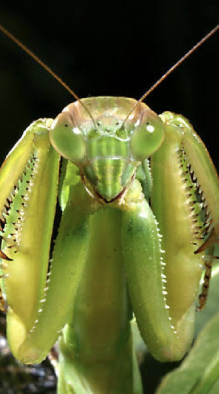 カマキリが好きな人集まれ!のオープンチャット