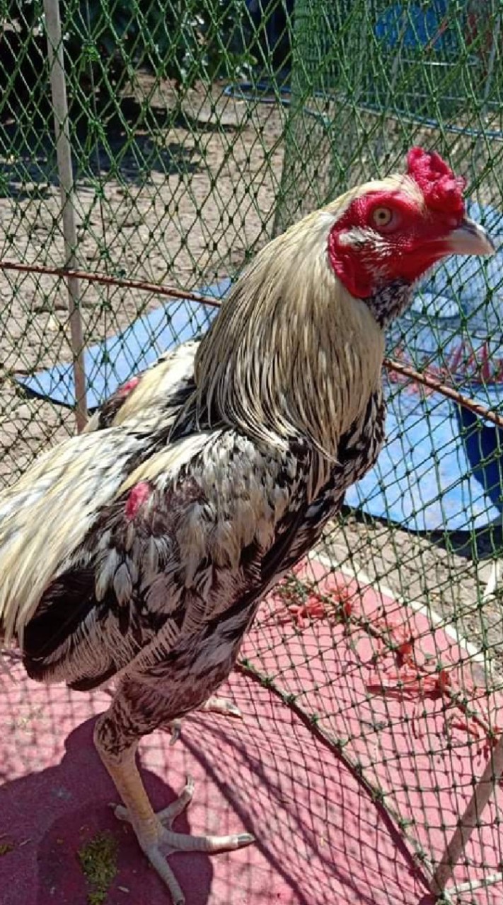 ไก่ชนเพชรมีชัยลพบุรี(แบ่งปัน&พัฒนาสายพันธุ์)