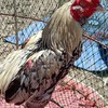 ไก่ชนเพชรมีชัยลพบุรี(แบ่งปัน&พัฒนาสายพันธุ์)