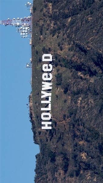 hollyweed.thailand