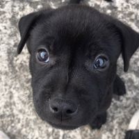 狗狗貓咪照片