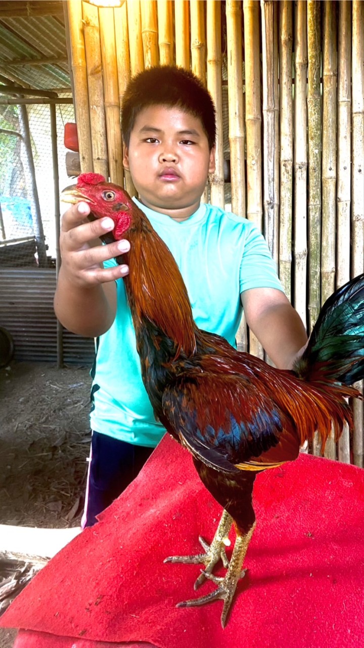 ขายลูกไก่สายส.มีสุวรรณ100by. Aong