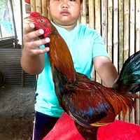 ขายลูกไก่สายส.มีสุวรรณ100by. Aong