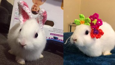 失去耳朵的兔子反而更可愛了，女主人超溫馨舉動惹哭眾人！