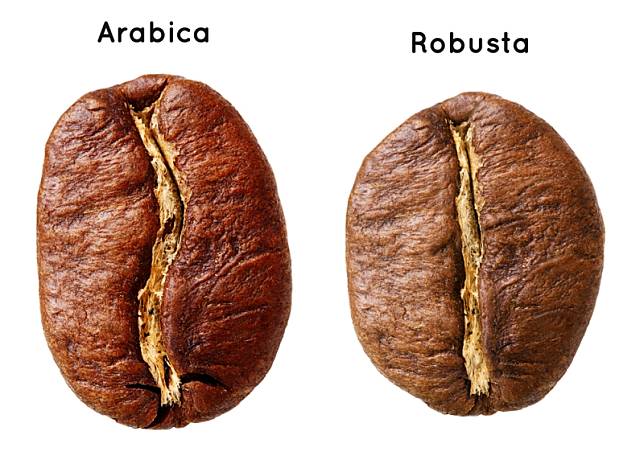 Bukan Cuma Beda Nama! Ini 7 Perbedaan Kopi Robusta Dan Arabika yang Pasti Lu Gak Tau, Yang Ngaku Pecinta Kopi Kudu Tau!