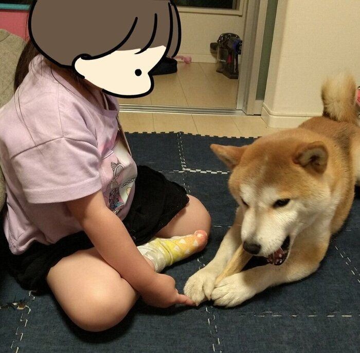 この手を離さない 柴犬タロさんの為に頑張る娘