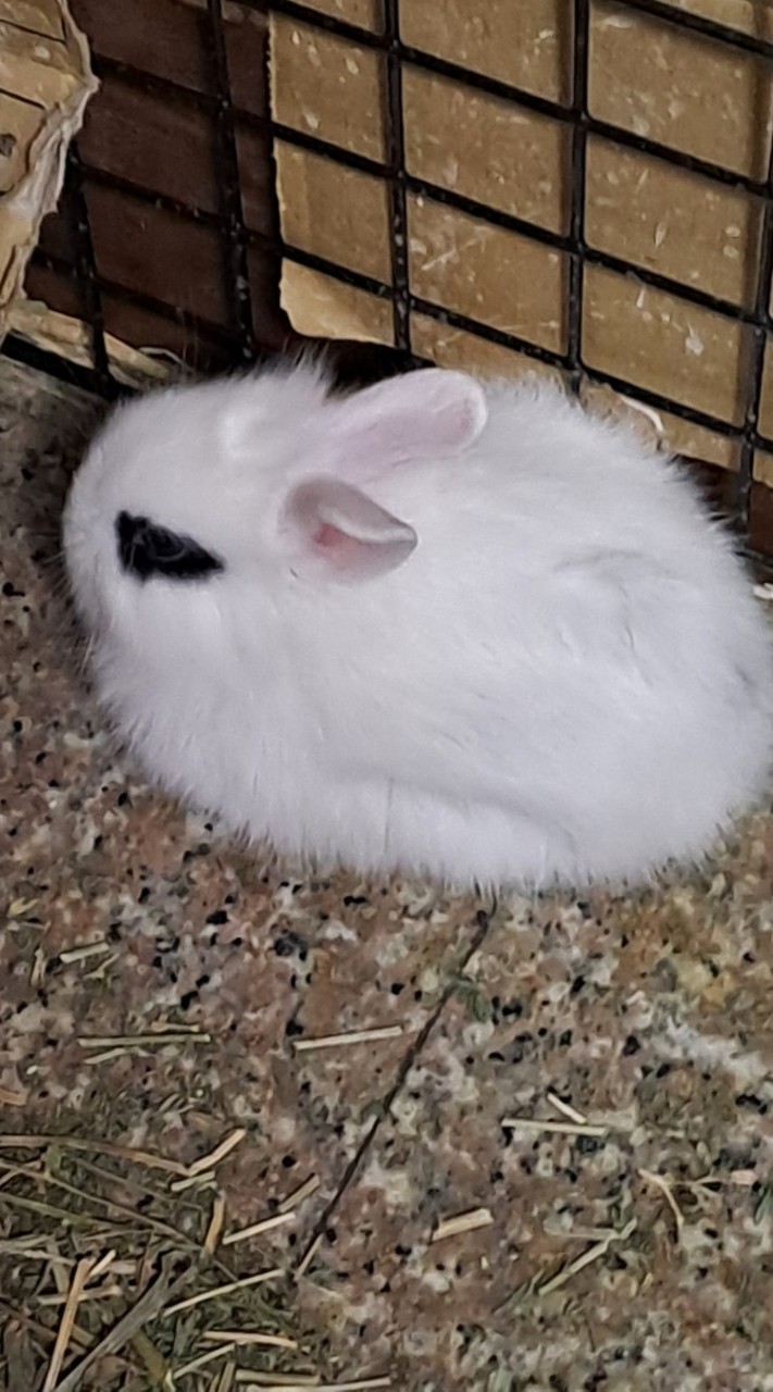 送養可愛的小兔兔