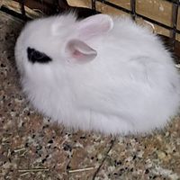送養可愛的小兔兔