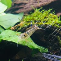 グラビア写真会