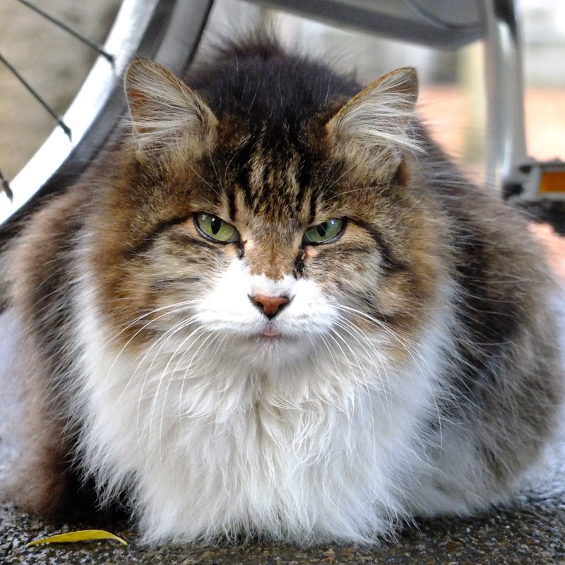 デジカメで猫を撮ったら 猫の瞳は丸い方が可愛かった