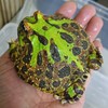 萌蛙屋角蛙