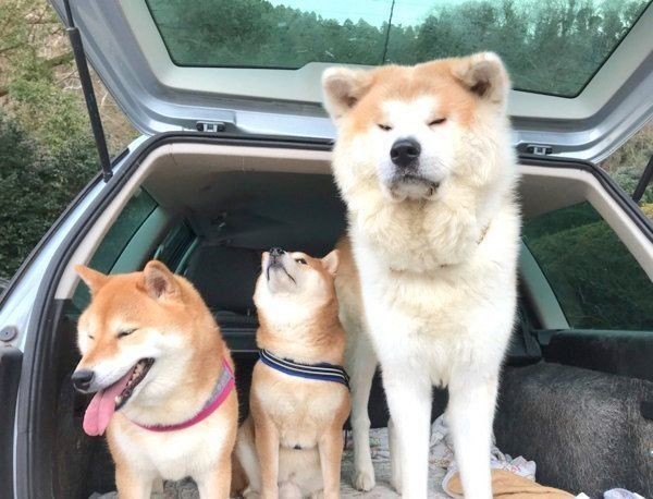 柴犬サイズだった秋田犬が見た目も中身も大人に成長