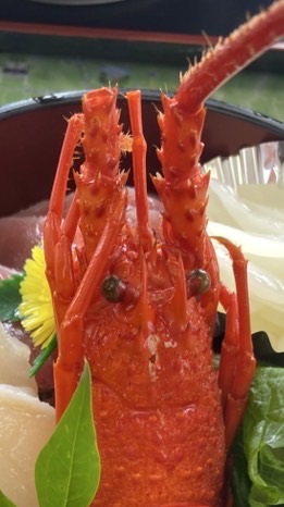 PayPay配布➕友作り