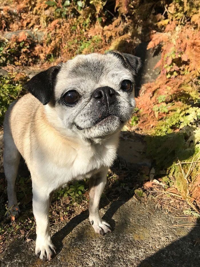 愛犬がストーブの前から離れない これって大丈夫