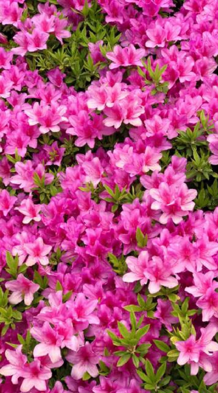 キッズイベント🌼つつじ