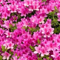 キッズイベント🌼つつじ
