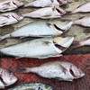 海上釣堀みん釣り(メインルーム)