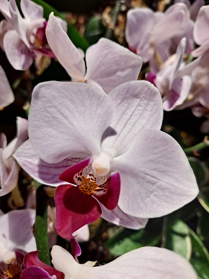 Samsung Galaxy A51 5G review