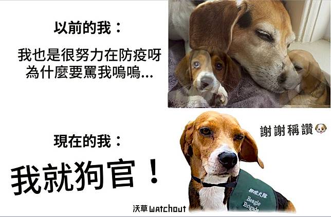 我就狗官 粉專哏圖被讚爆萬人高呼 感謝護國神犬 Nownews 今日新聞 Line Today