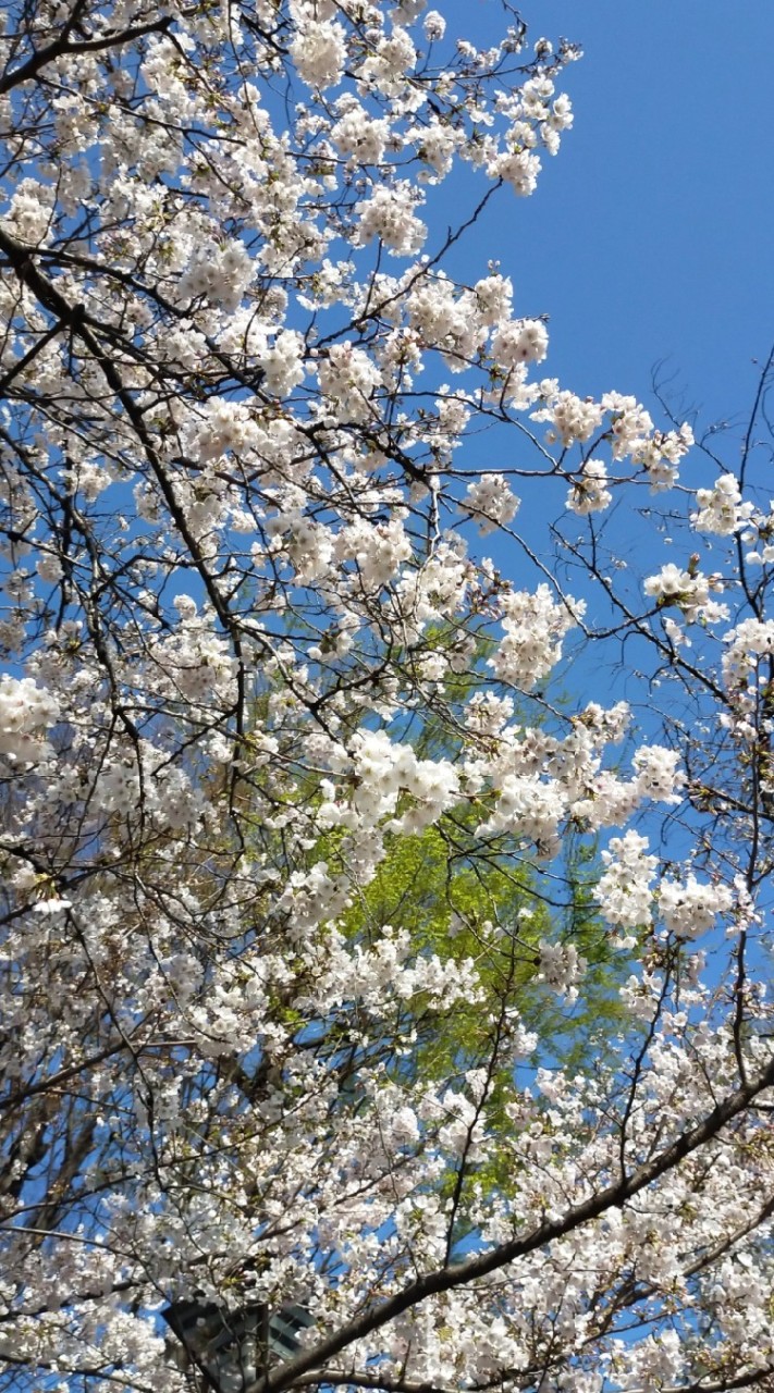 大学1年生からの就職活動