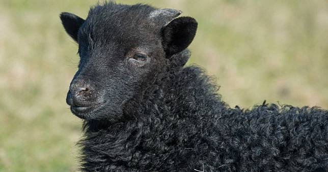 養校狗校貓遜了！　這2校養「校羊」還能幫除草